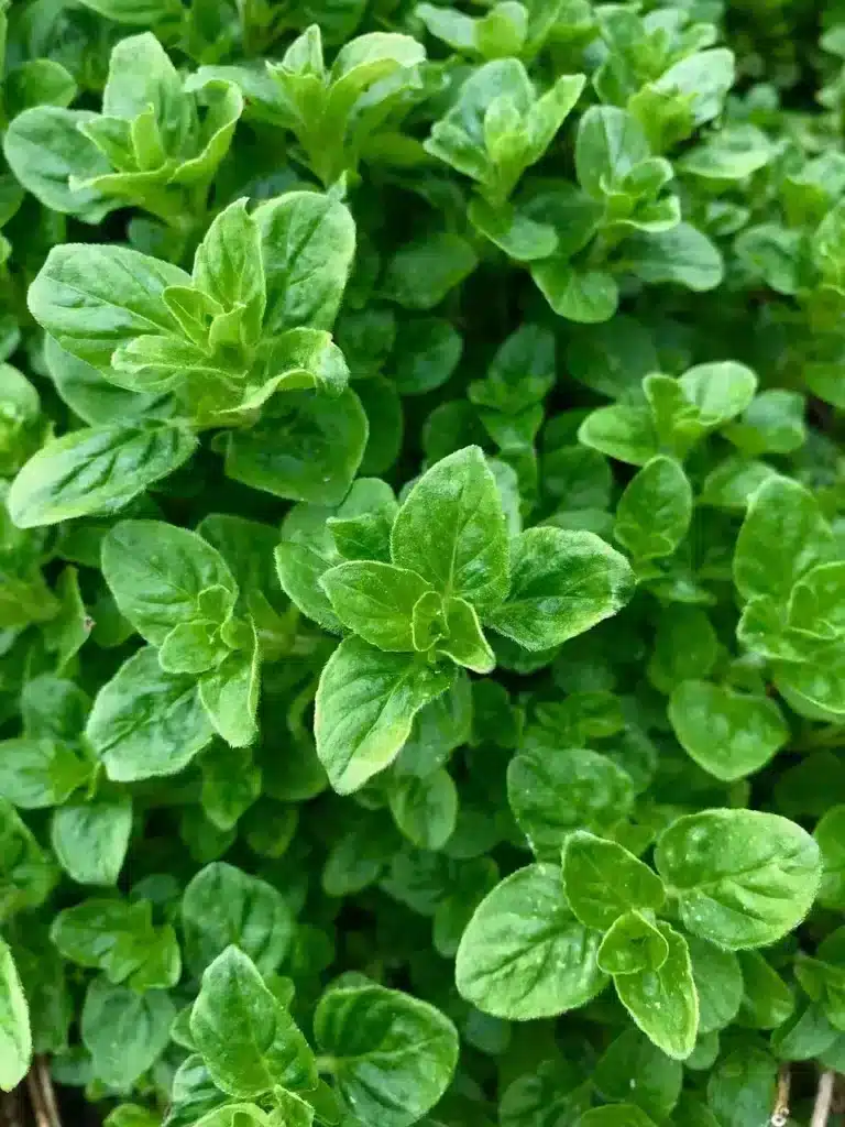 Coltivare l'origano: 3 consigli pratici 9 origano nell'orto