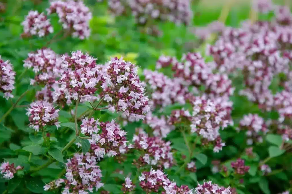 Coltivare l'origano: 3 consigli pratici 7 origano nell'orto fiori