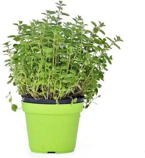 Coltivare l'origano: 3 consigli pratici 6 pianta di origano in vaso