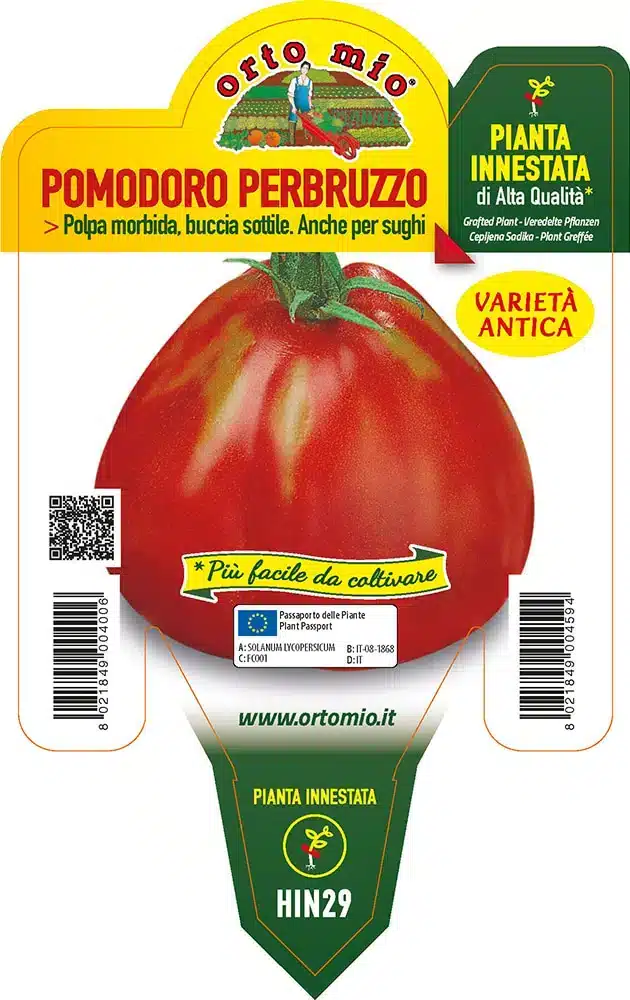 Coltivare i pomodori in vaso: consigli pratici 3 pomodoro innestato orto mio.jpg