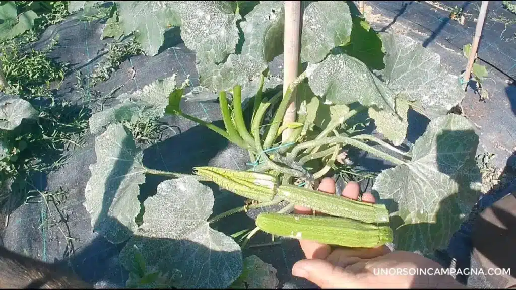 Prime zucchine: toglierle o lasciarle? 2 Prime zucchine: toglierle o lasciarle?