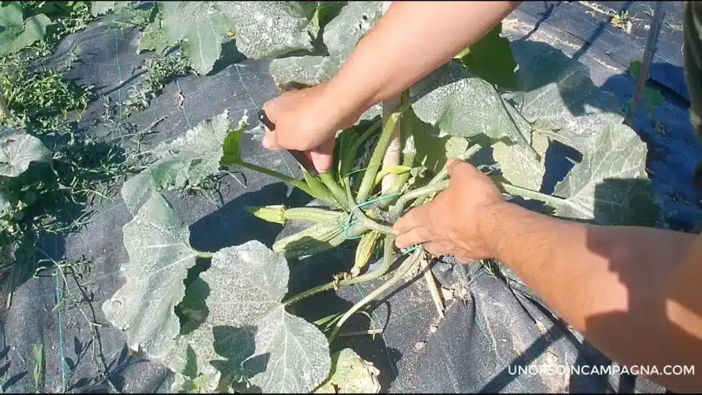 Prime zucchine: toglierle o lasciarle? 3 prime zucchine 2.jpg