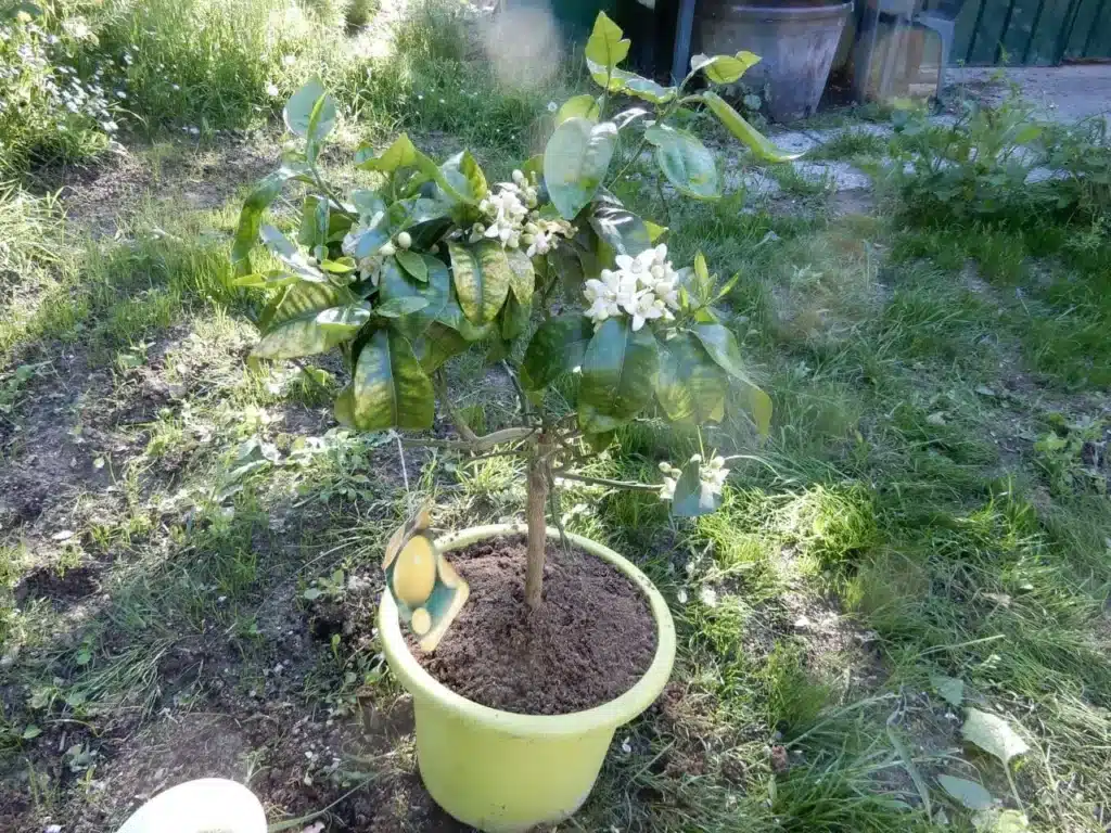 5 errori da evitare nel rinvaso degli agrumi in vaso! 1 errori da evitare nel rinvaso degli agrumi