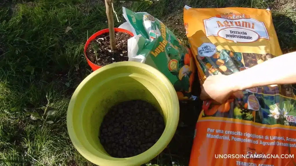 5 errori da evitare nel rinvaso degli agrumi in vaso! 5 rinvaso agrumi biglie di argilla sul fondo.jpg