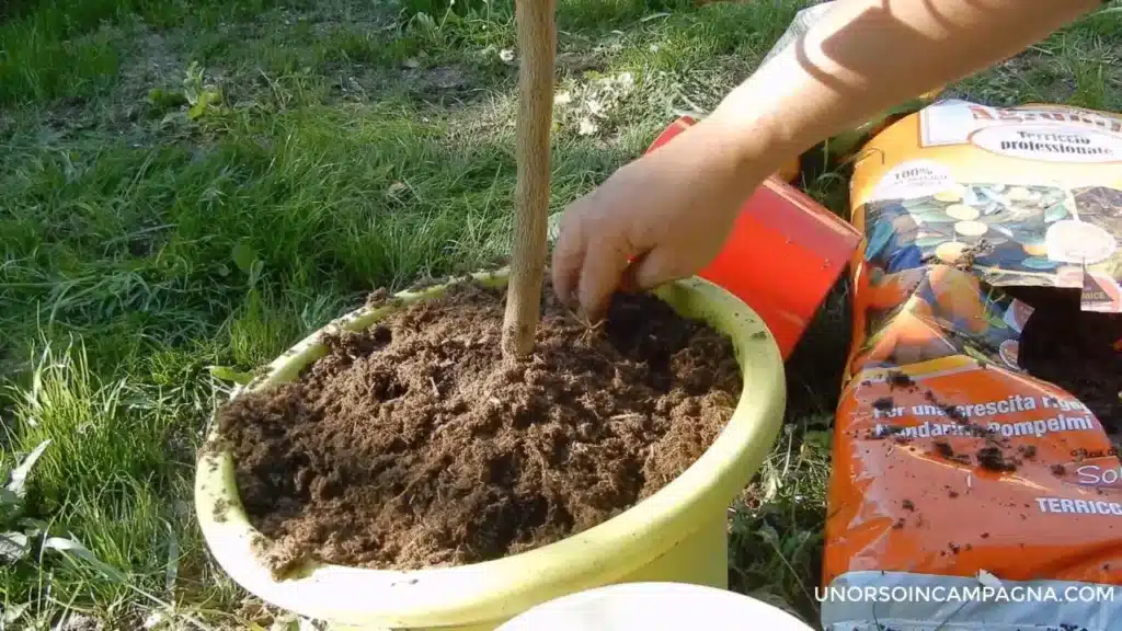 5 errori da evitare nel rinvaso degli agrumi in vaso! 8 rinvaso agrumi mettere il nuovo terriccio.jpg