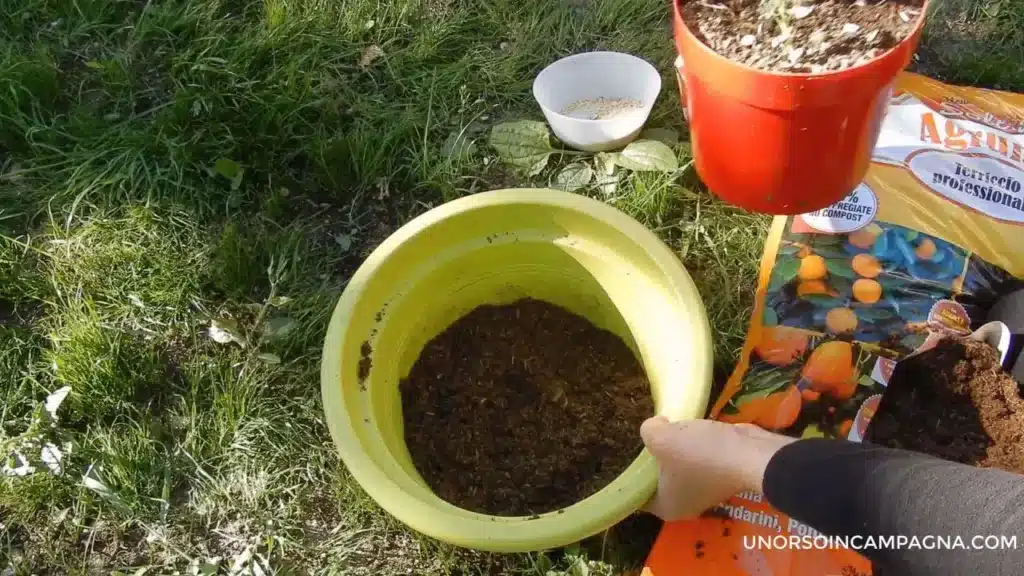 5 errori da evitare nel rinvaso degli agrumi in vaso! 6 rinvaso agrumi strato di terriccio sul fondo.jpg