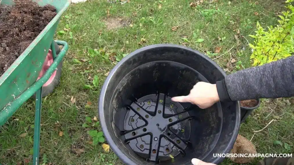 Quando trapiantare il melograno in vaso 4 vaso 2.jpg
