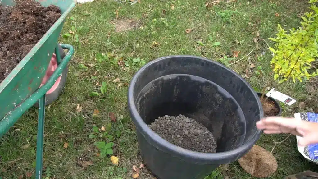 Quando trapiantare il melograno in vaso 6 vaso 3.jpg