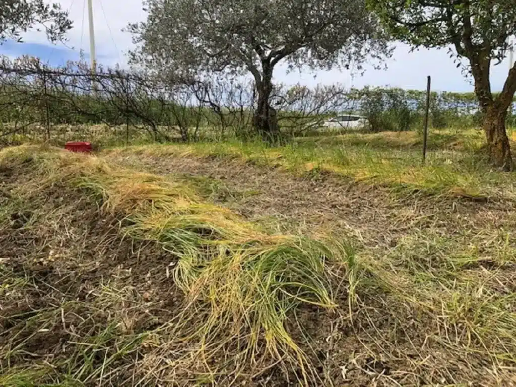 Coltivare lo Zafferano. La guida completa per principianti! 7 zafferano aprile.jpg