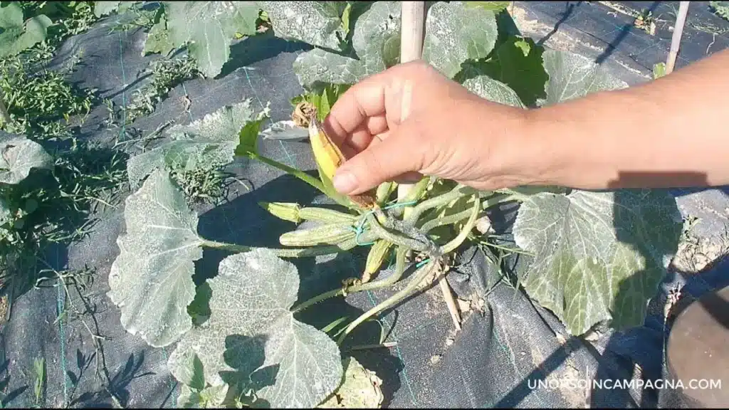 Prime zucchine: toglierle o lasciarle? 1 Prime zucchine: toglierle o lasciarle?