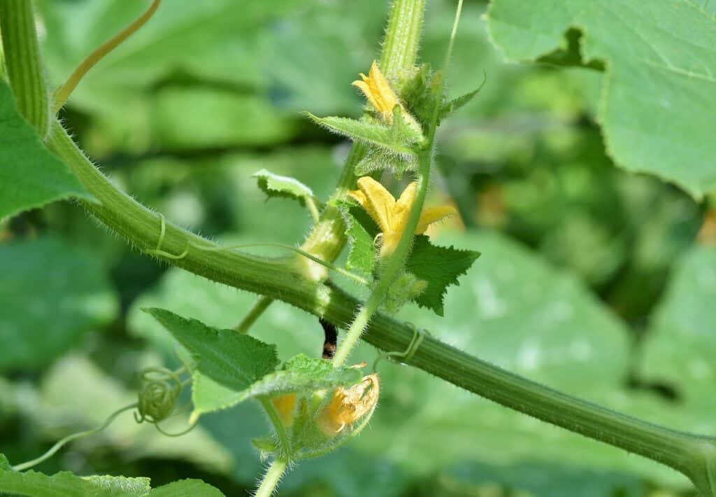 Pochi fiori di pomodoro allegati? Come il caldo ostacola l'impollinazione del pomodoro nell'orto 2 Pochi fiori di pomodoro allegati