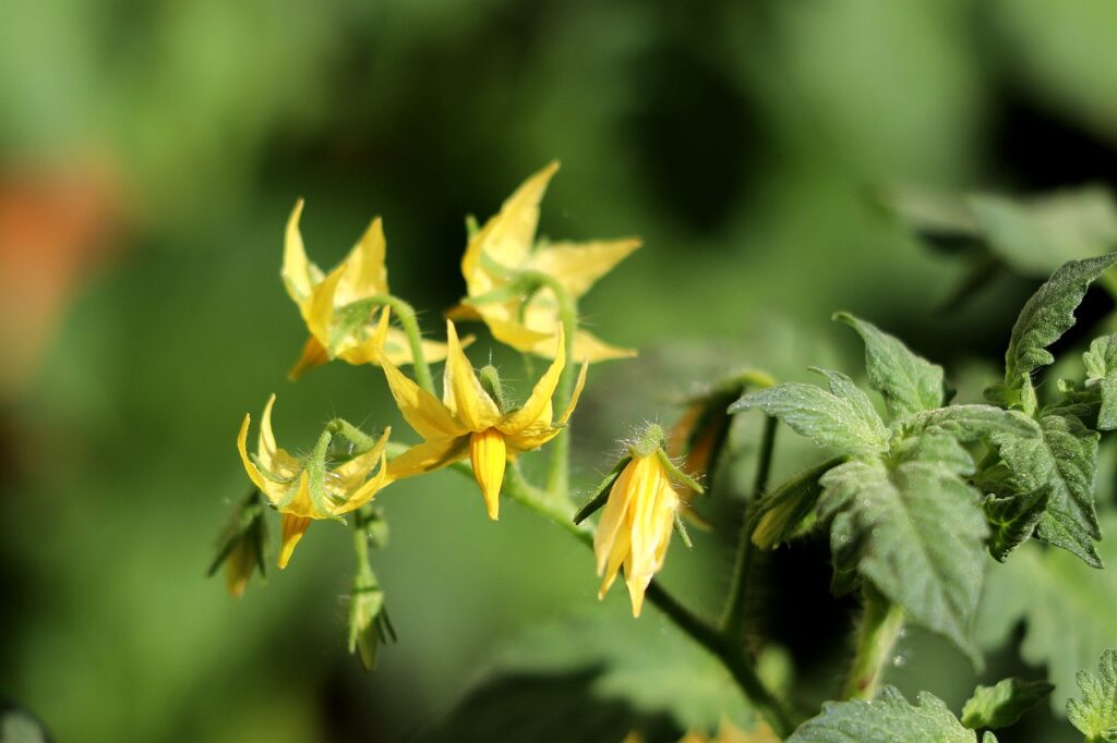 Pochi fiori di pomodoro allegati? Come il caldo ostacola l'impollinazione del pomodoro nell'orto 1 Pochi fiori di pomodoro allegati
