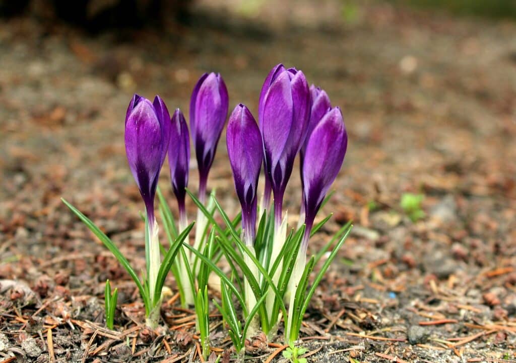 Coltivare lo Zafferano. La guida completa per principianti! 25 fiori di zafferano