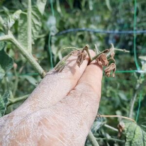 fiore pomodoro non allegato