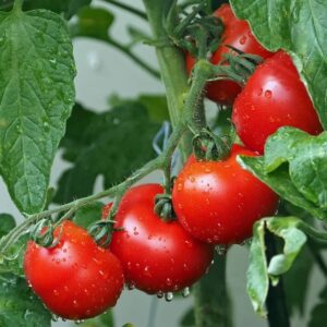 pomodori rotondi