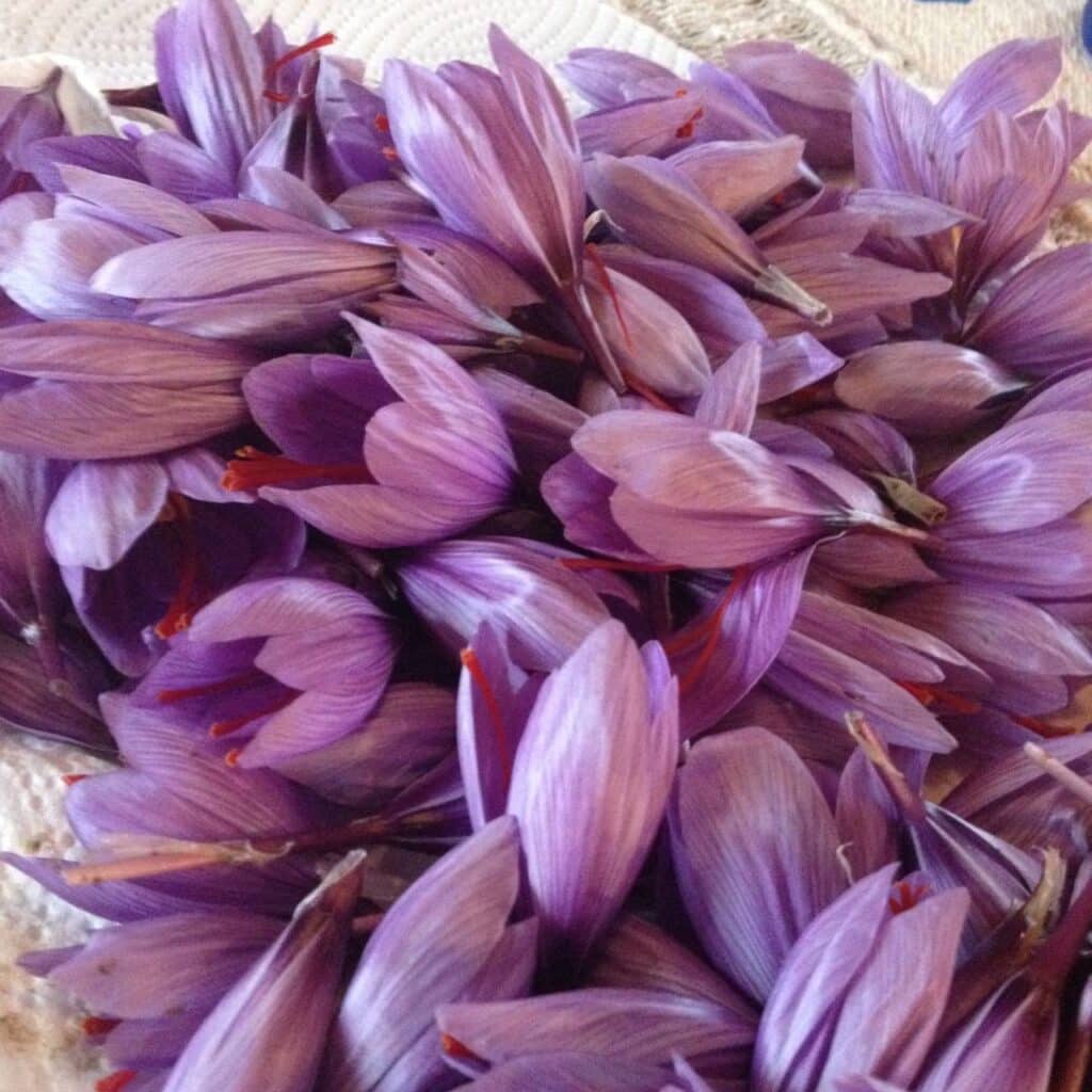 Coltivare lo Zafferano. La guida completa per principianti! 23 zafferano fiori
