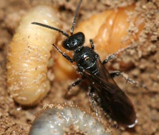 Allarme Popillia Japonica: proteggi il tuo orto ora! 6 Tiphia vernalis contro popillia japonica