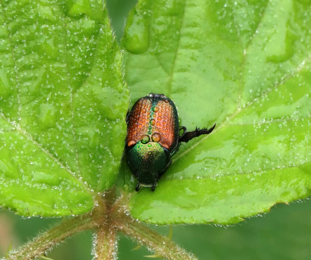 Allarme Popillia Japonica: proteggi il tuo orto ora! 3 popillia japonica 2