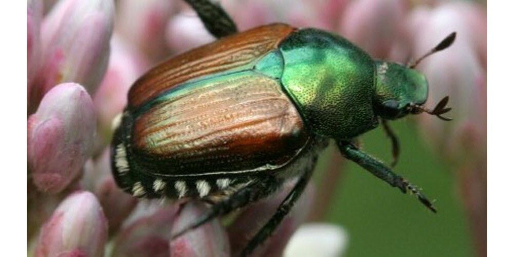 Allarme Popillia Japonica: proteggi il tuo orto ora! 1 allarme Popillia Japonica