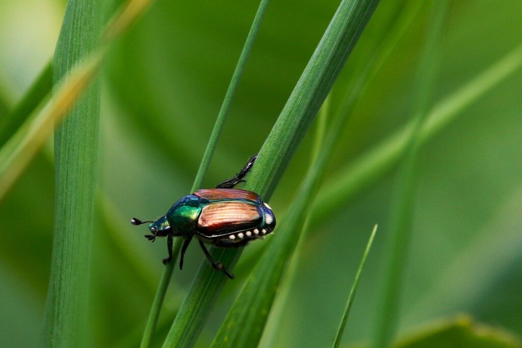 Allarme Popillia Japonica: proteggi il tuo orto ora! 12 popillia japonica 7