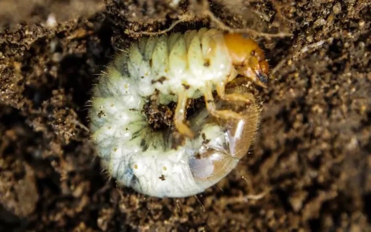 Allarme Popillia Japonica: proteggi il tuo orto ora! 2 popillia japonica larva 4