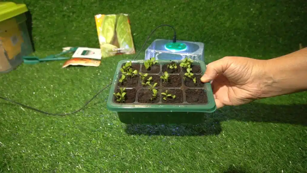 Guida alla germinazione dei semi con il vassoio di germinazione a luce LED 4 Guida alla germinazione dei semi - Vassoio di germinazione riogoo DOPO 12 GIORNI 1