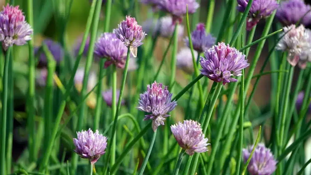 Come coltivare le cipolle nell'orto. 3 consigli! 8 Come coltivare le cipolle nell'orto - fiori