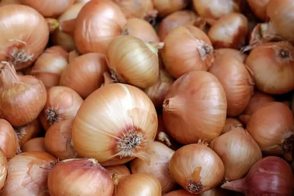 Come coltivare le cipolle nell'orto. 3 consigli! 10 Come coltivare le cipolle nell'orto 7