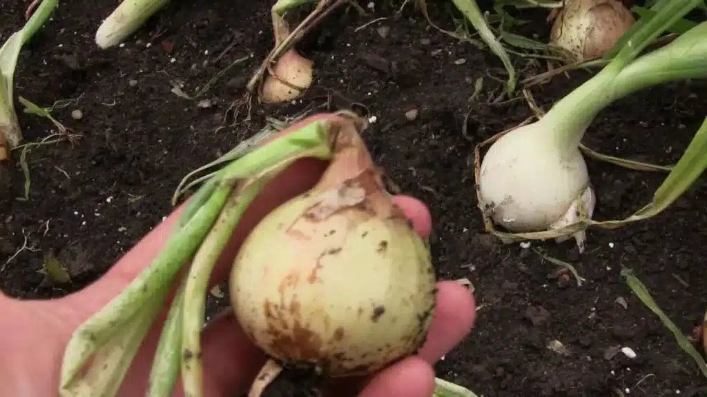 Come coltivare le cipolle nell'orto. 3 consigli! 7 cipolle pronte per essere raccolte