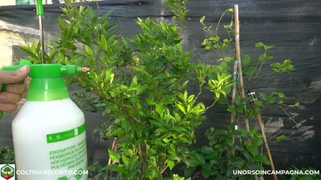 Olio bianco vegetale di soia per proteggere gli agrumi dalla cocciniglia! 3 Olio bianco vegetale di soia sugli agrumi