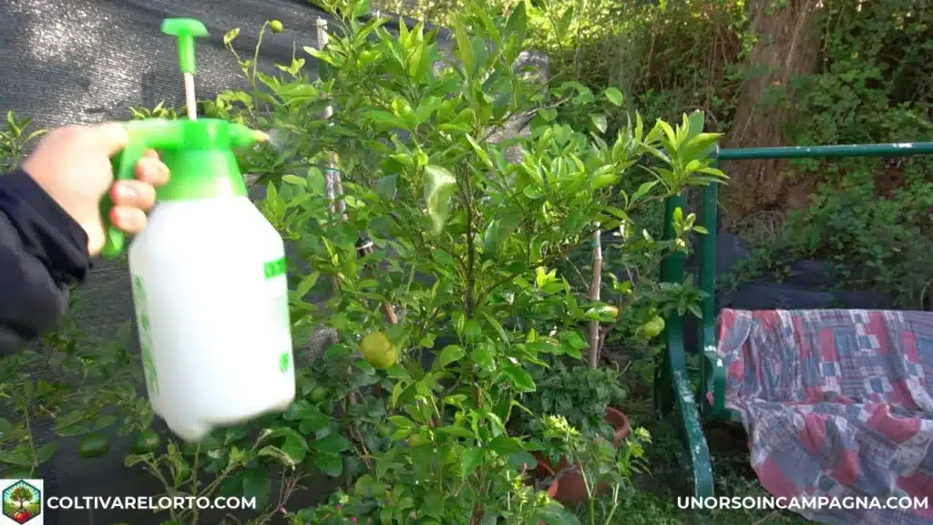 Olio bianco vegetale di soia per proteggere gli agrumi dalla cocciniglia! 4 Olio bianco vegetale di soia sugli agrumi