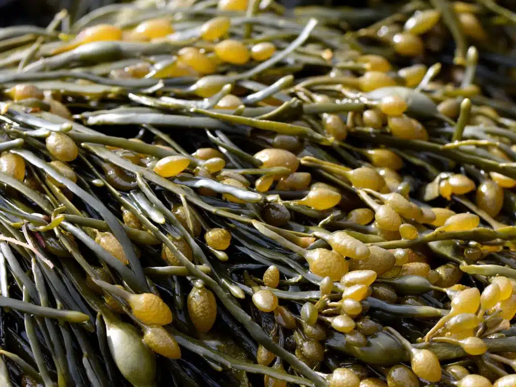 Concime biologico Solabiol Algasan. Come si usa! 1 Ascophyllum nodosum