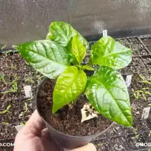 Concime biologico Solabiol Algasan dopo il trattamento