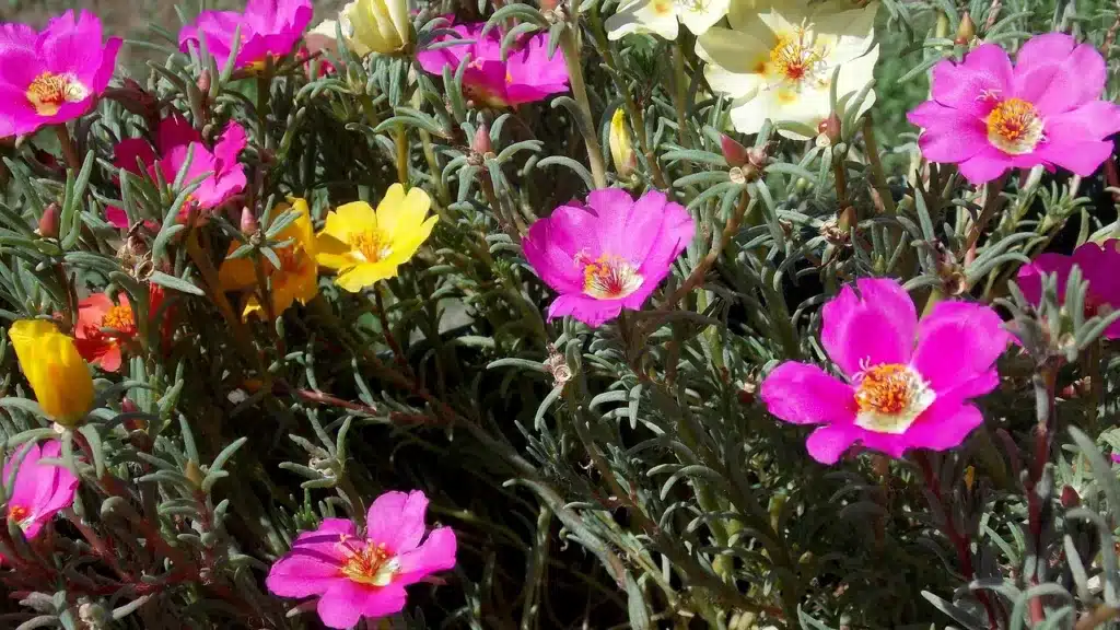 Come si coltiva la portulaca! 3 consigli! 1 Come si coltiva la portulaca