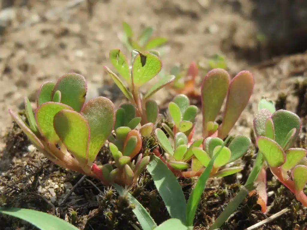 Come si coltiva la portulaca! 3 consigli! 2 Come si coltiva la portulaca