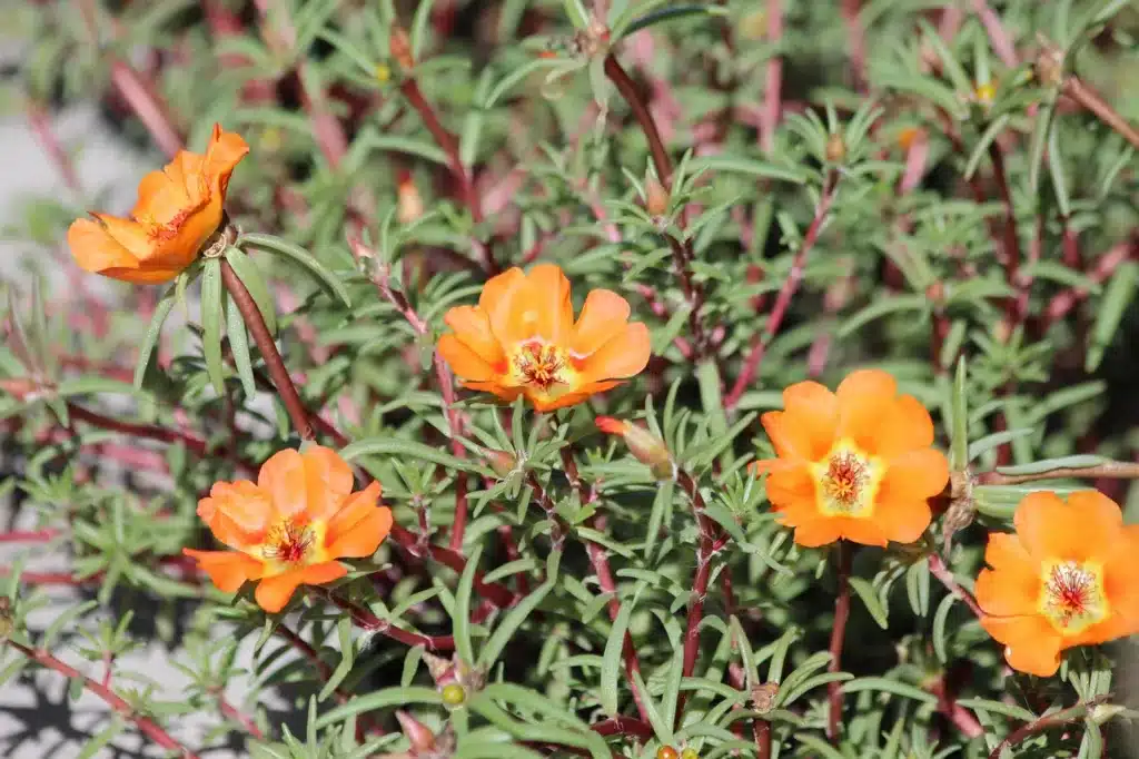 Come si coltiva la portulaca! 3 consigli! 3 Come si coltiva la portulaca