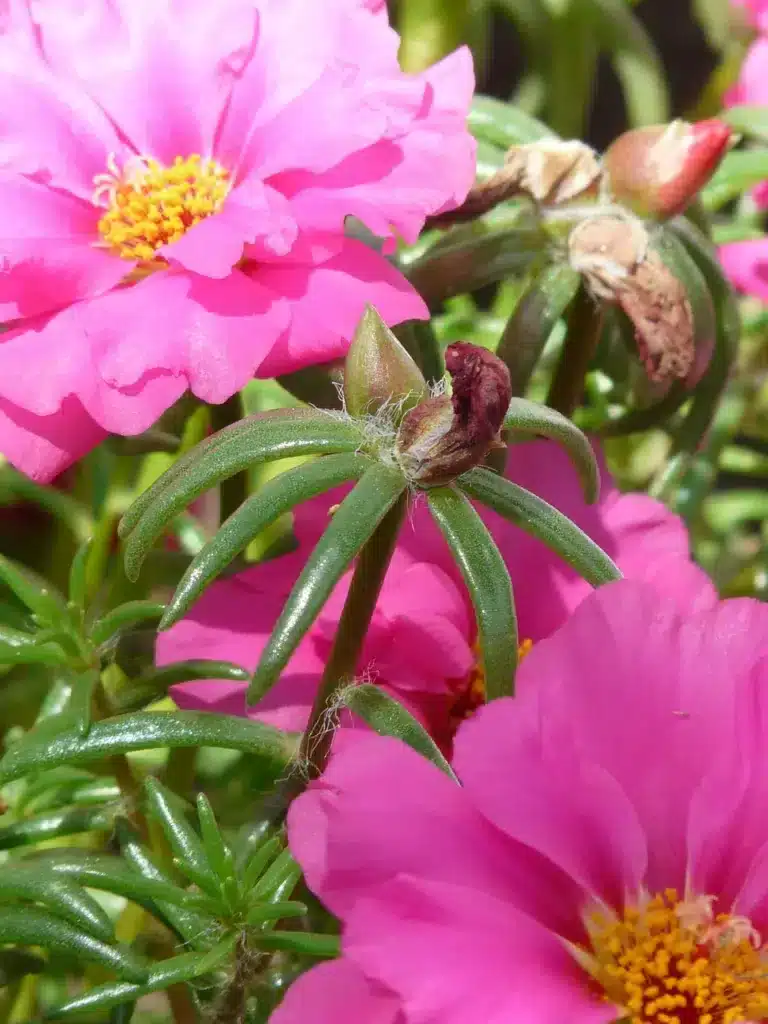 Come si coltiva la portulaca! 3 consigli! 5 portulaca in fiore 5