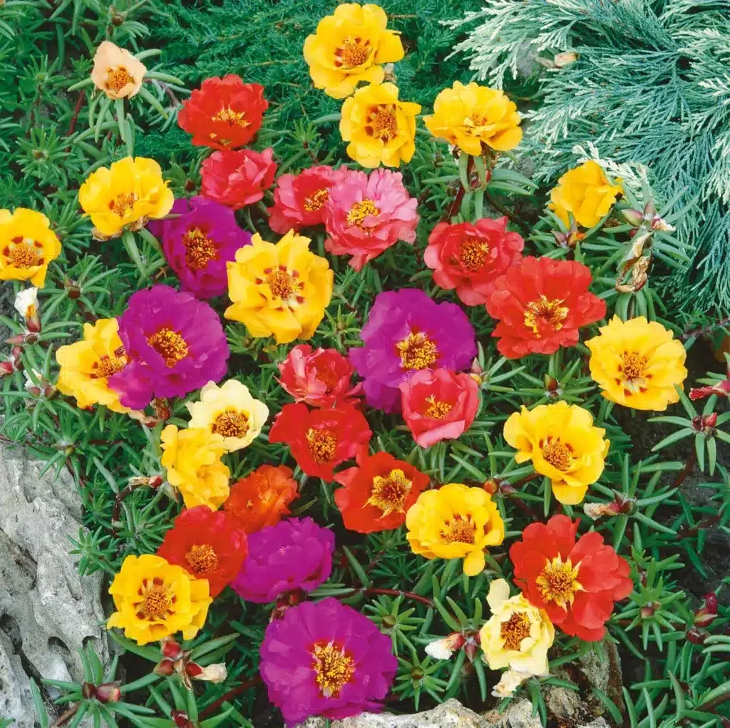 Come si coltiva la portulaca! 3 consigli! 4 semi della portulaca