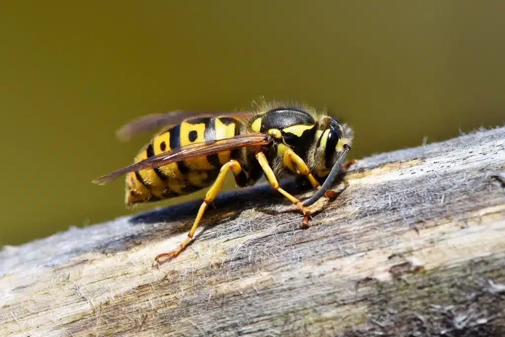 Allontanare le vespe dal giardino: tutto ciò che devi sapere! 1 Allontanare le vespe dal giardino - vespa