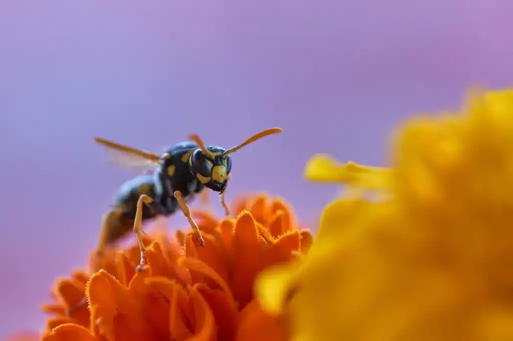 Allontanare le vespe dal giardino: tutto ciò che devi sapere! 6 vespa su un fiore