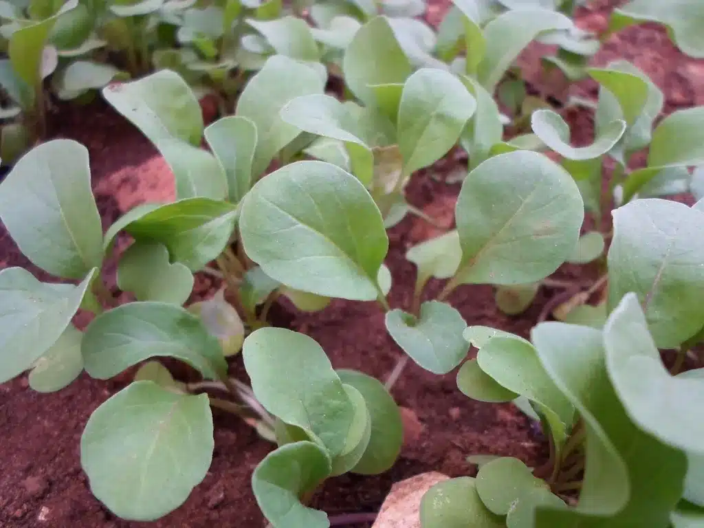 Come si coltiva la rucola nell'orto: guida completa! 1 Come si coltiva la rucola nell'orto 1