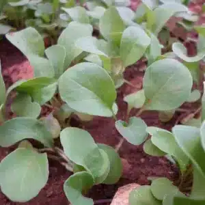 Come si coltiva la rucola nell'orto