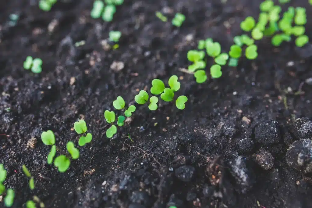 Come si coltiva la rucola nell'orto: guida completa! 5 Come si coltiva la rucola nell'orto 2