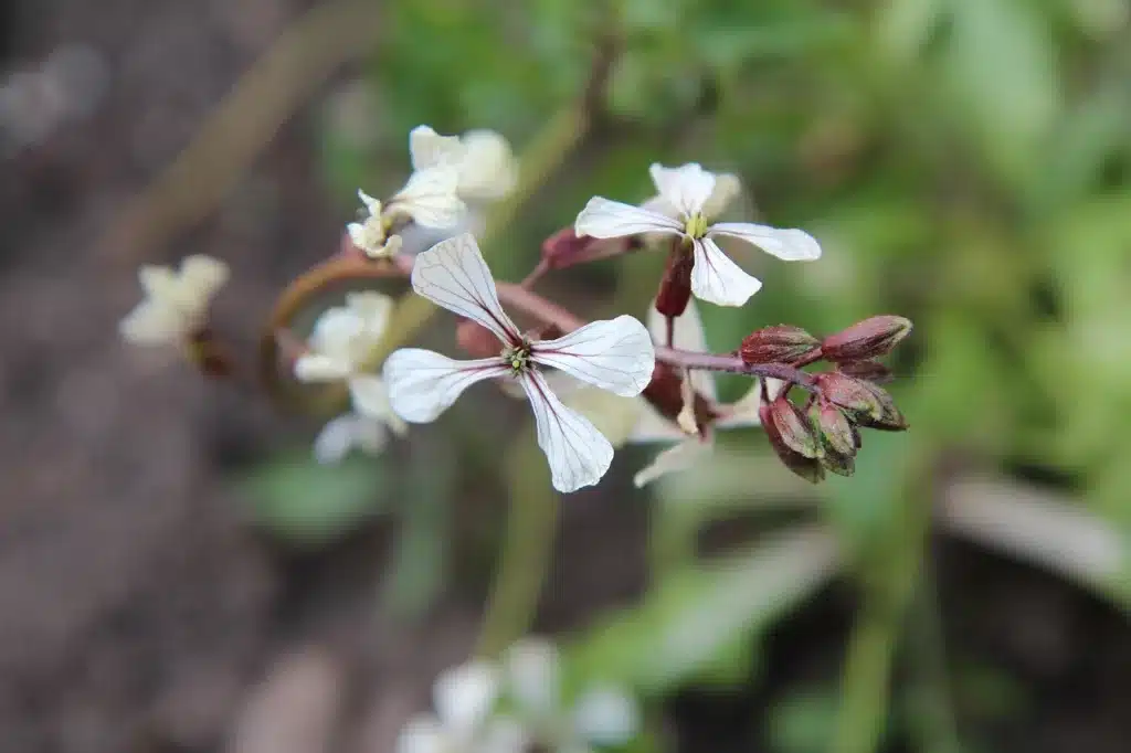 Come si coltiva la rucola nell'orto: guida completa! 2 Come si coltiva la rucola nell'orto fiori 1