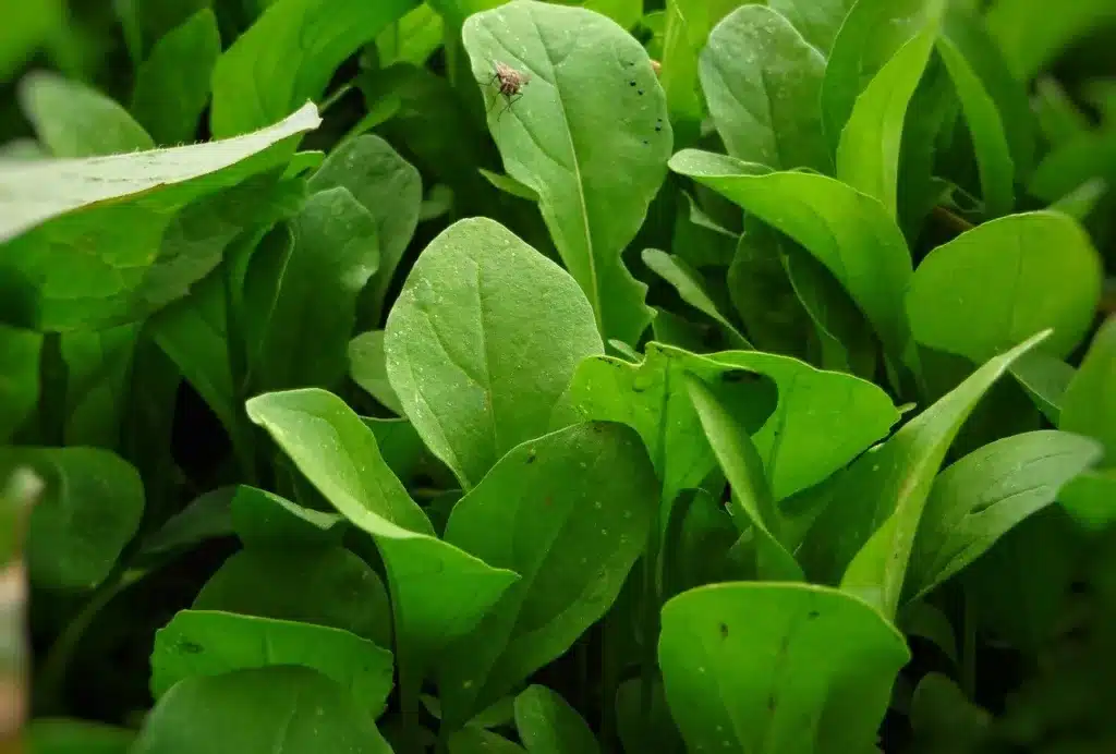Come si coltiva la rucola nell'orto: guida completa! 7 Come si coltiva la rucola nell'orto foglie da raccogliere