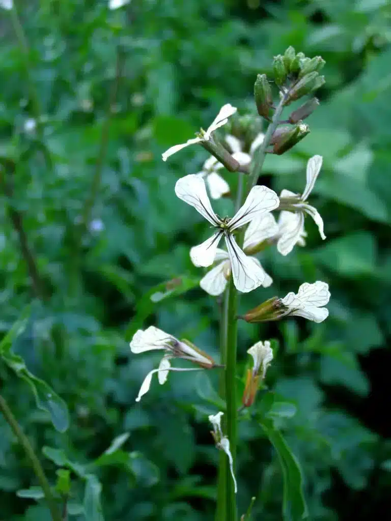 Come si coltiva la rucola nell'orto: guida completa! 3 Come si coltiva la rucola nell'orto fiori