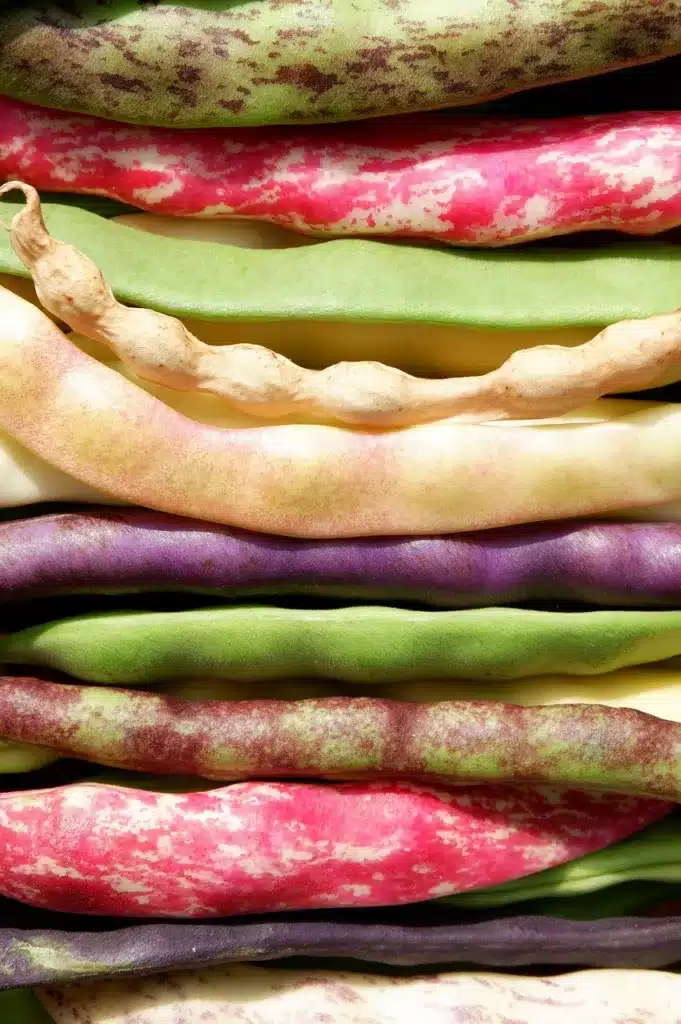 Come coltivare i fagiolini nell'orto: la guida completa 7 Come coltivare i fagiolini nell'orto fagiolini colorati